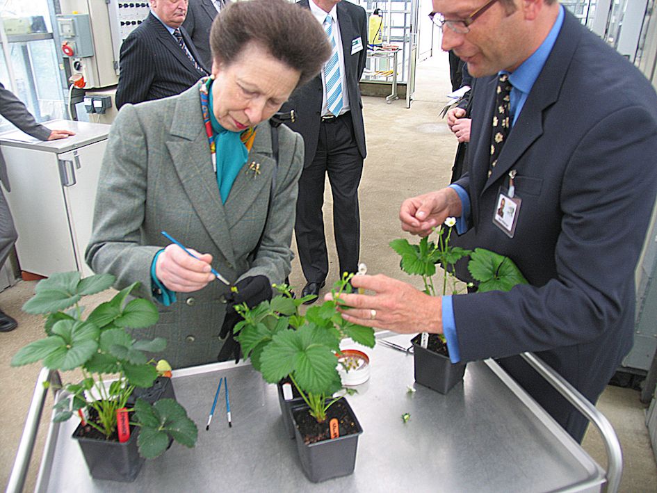 HRH The Princess Royal 'cross pollinating' strawberry flowers.